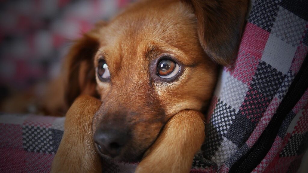 Photo of a cute puppy. Pet Portrait Photography