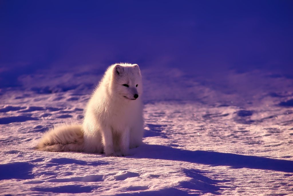 Arctic fox in the snow