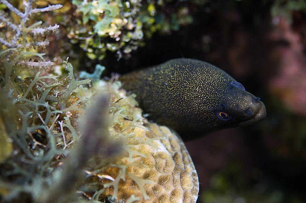 Golden Spotted Moray Eel photo