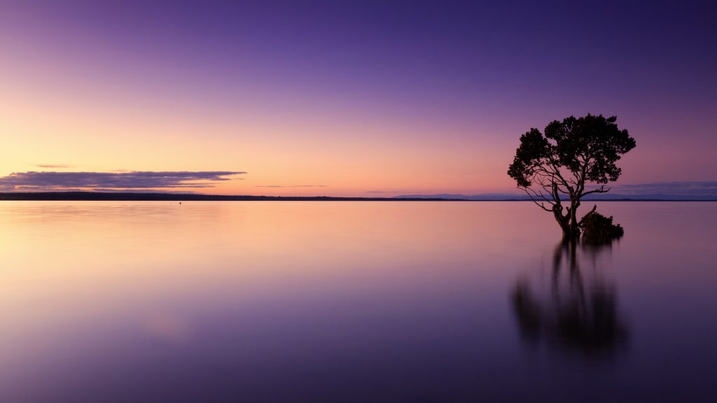 Sunset, lone tree silhouetted.