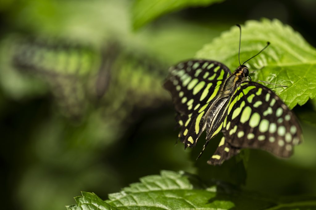 Tailed Jay Butterfly, simple composition.