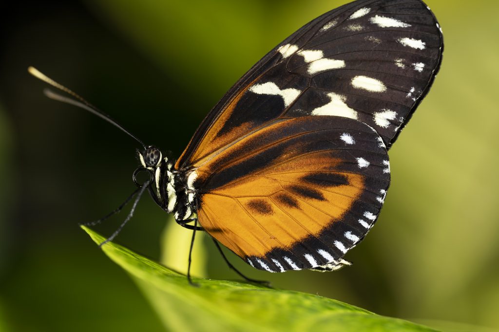 Tiger Longwing Butterfly