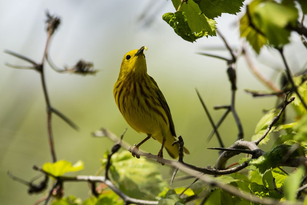 Yellow warbler feeding