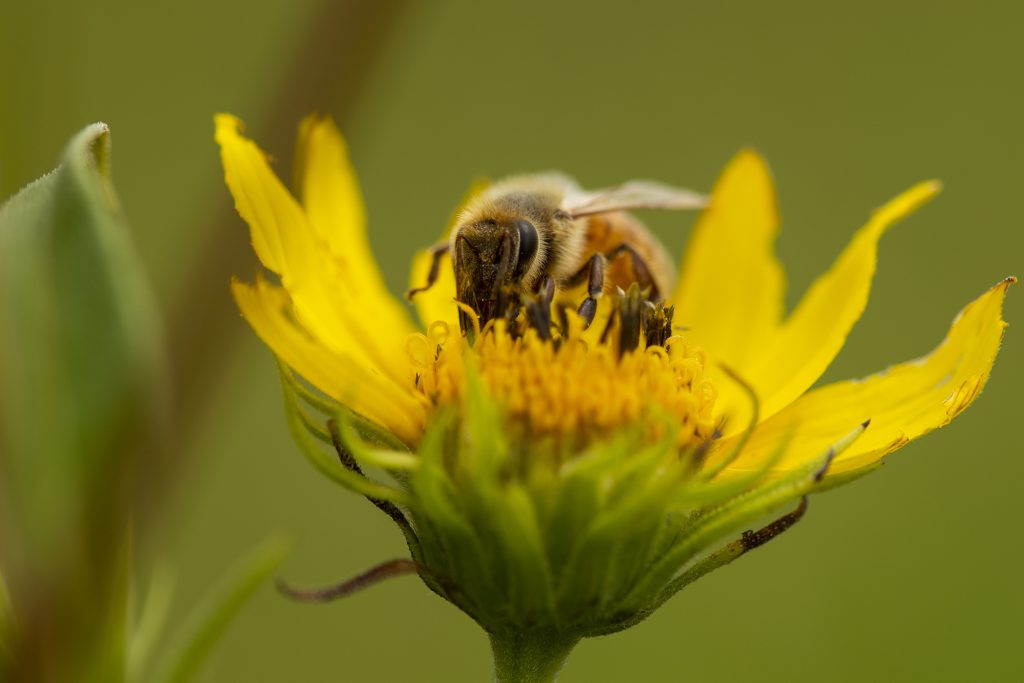 Macro photography, bee collecting pollen.