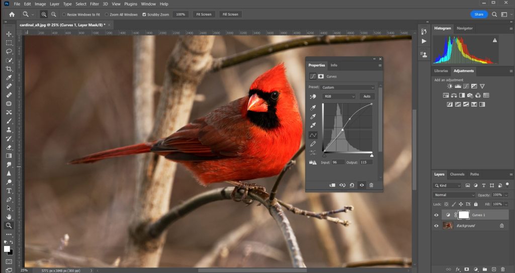 Image of a cardinal being edited in Photoshop