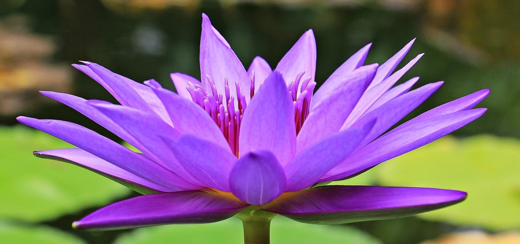 Water lily close up. Flower photography