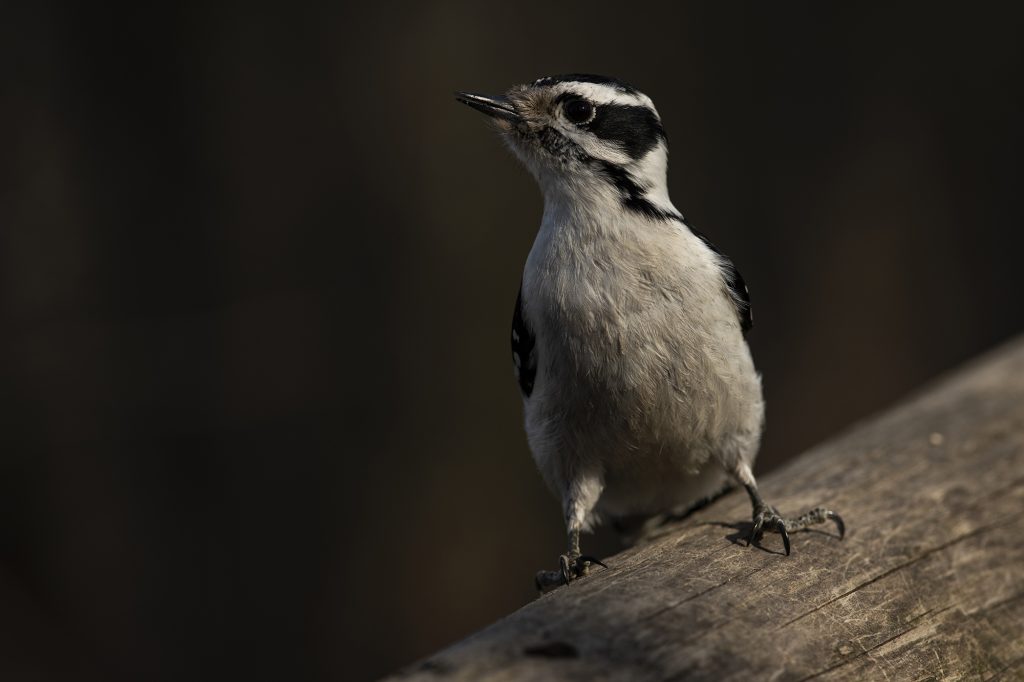 A downy woodpecker perched on a fence. 