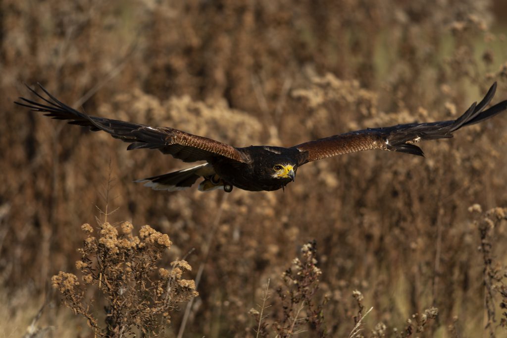 Color Management, Harris's hawk in flight