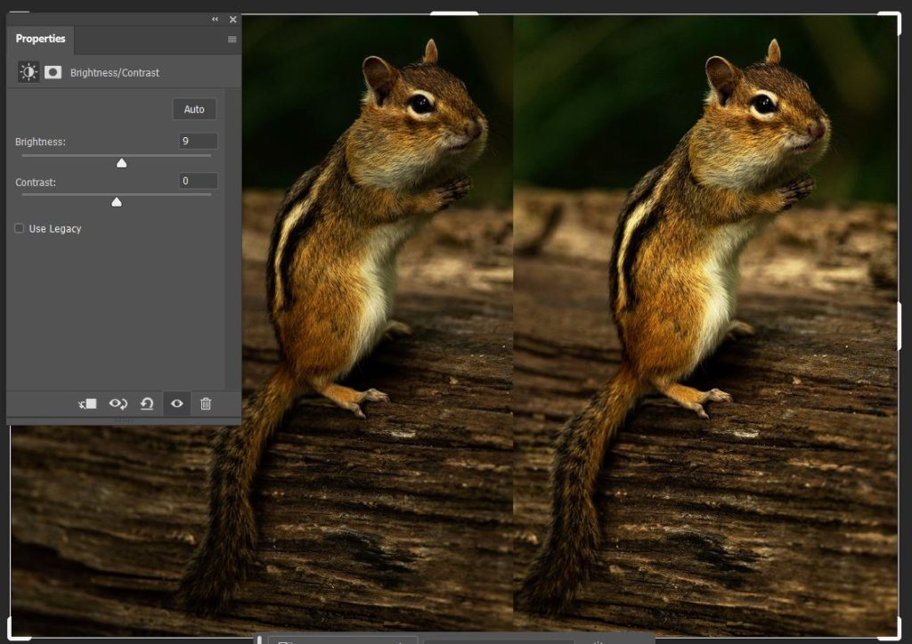 Brightness and Contrast, a photo showing diffences with a chipmunk