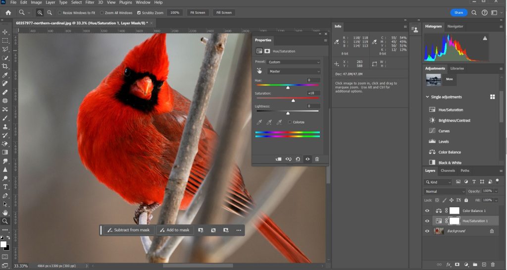 Color Balance, cardinal photo being manipulated in photoshop.