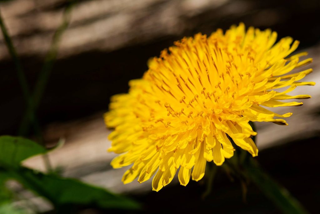 Dandelion, backyard photography