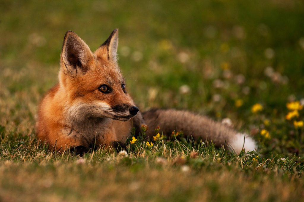 young fox enjoying a field of wildflowers, wildlife photography