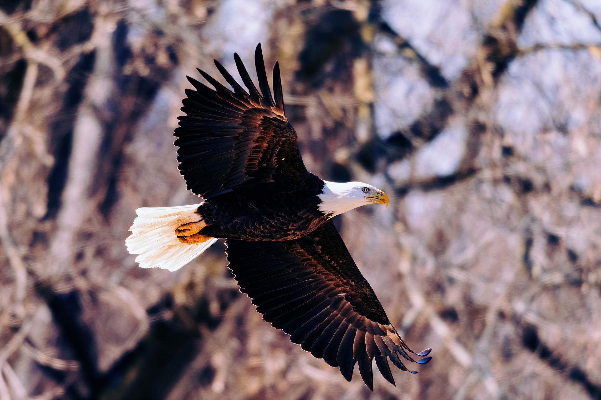 The Art of Photographing Birds in Flight: Equipment, Strategies, and Expert Tips, bald eagle in flight