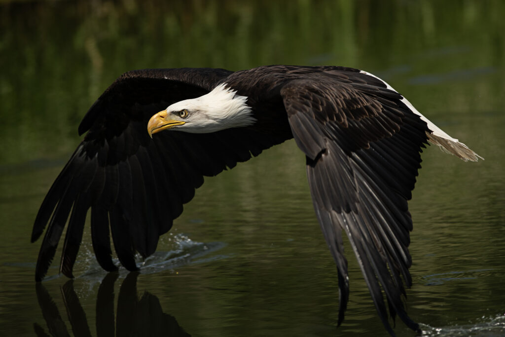 Mastering the Exposure Triangle, photo of a bald eagle in flight.