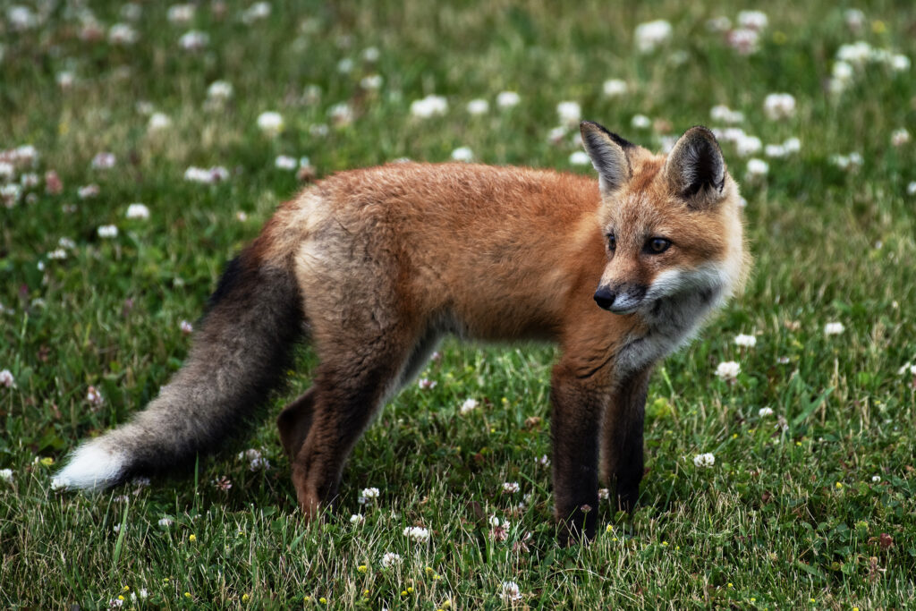 Ethics of baiting animals for photography: Photo of a fox. 