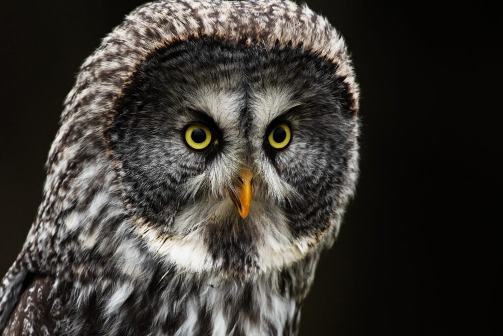 How to Train Your Eye to See Better Photos